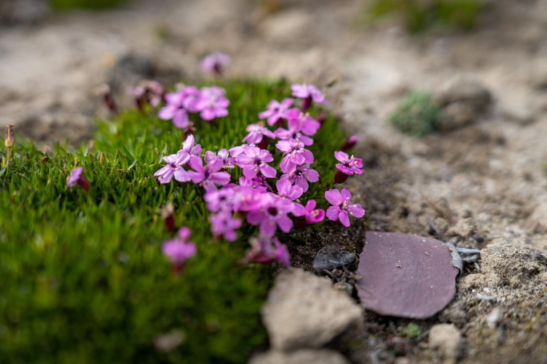 OEX-SP-GL-JM-SP_2022-114 © Geert Kroes - Oceanwide Expeditions.jpg