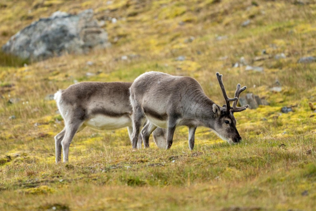 OEX-SP-GL-JM-SP_2022-350 © Geert Kroes - Oceanwide Expeditions.jpg