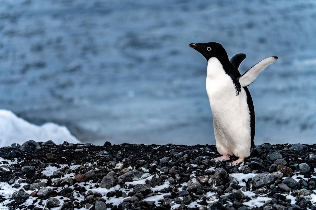 OTL28-23, Cape Bird 03022023-01880.jpg © Tim Bieber - Oceanwide Expeditions.jpg