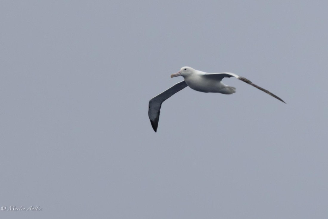 HDS31-25, Day 2, 088A9238-Enhanced-NR © Martin Anstee - Oceanwide Expeditions.jpg