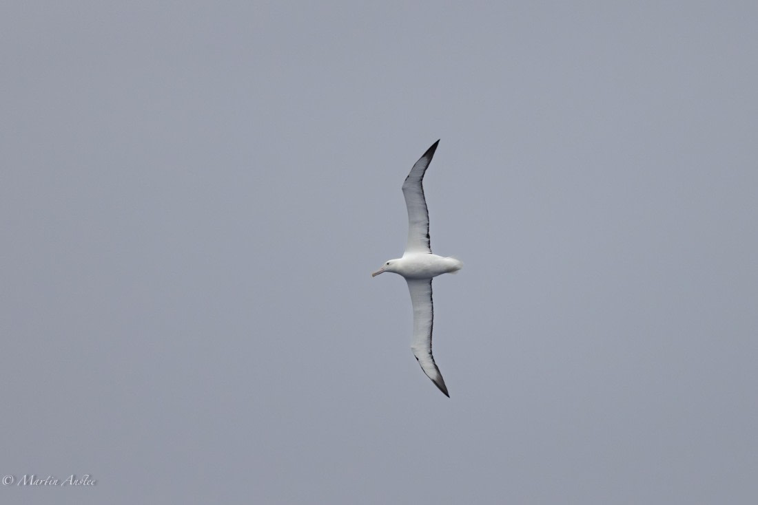 HDS31-25, Day 2, 088A9240-Enhanced-NR © Martin Anstee - Oceanwide Expeditions.jpg