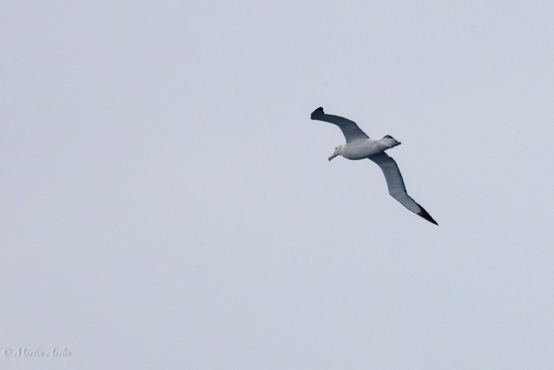 HDS31-25, Day 2, 088A9249-Enhanced-NR © Martin Anstee - Oceanwide Expeditions.jpg