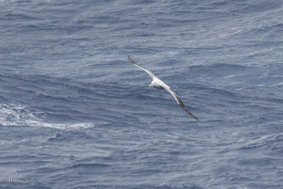 HDS31-25, Day 2, 088A9254-Enhanced-NR © Martin Anstee - Oceanwide Expeditions.jpg