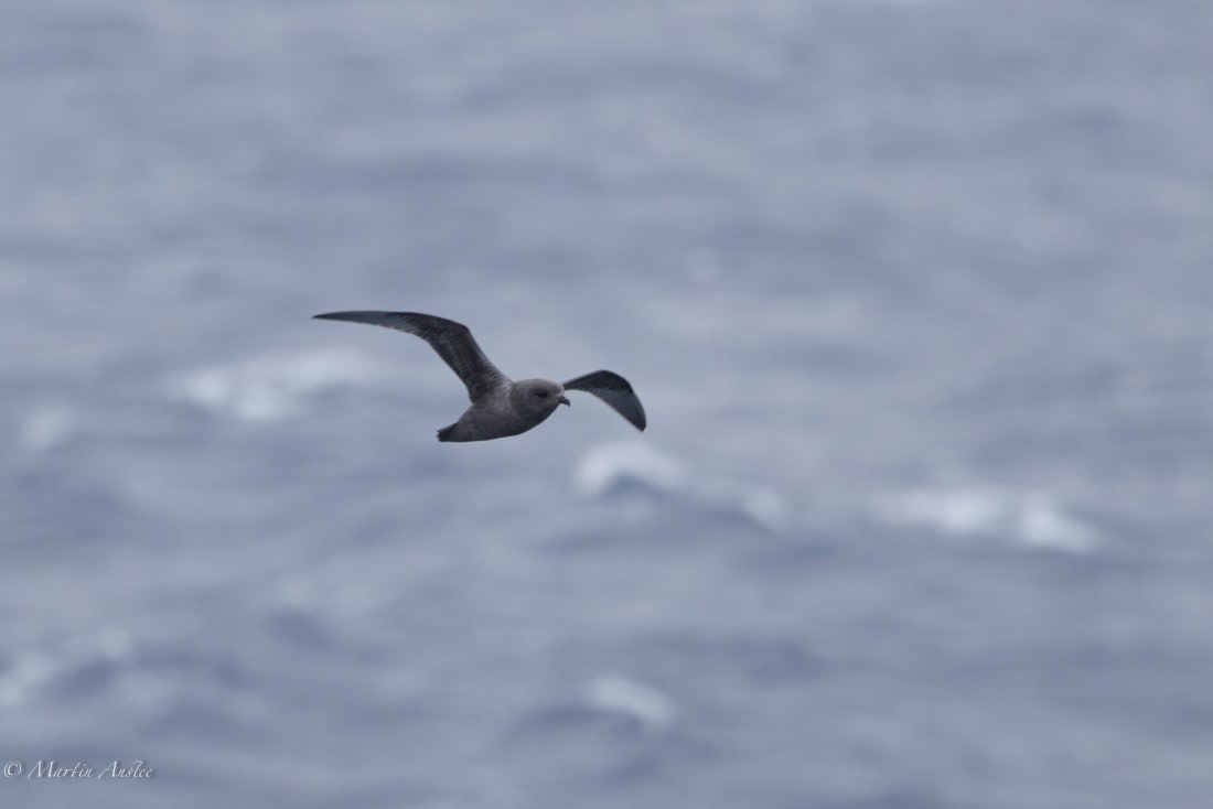 HDS31-25, Day 3, 088A9268-Enhanced-NR © Martin Anstee - Oceanwide Expeditions.jpg