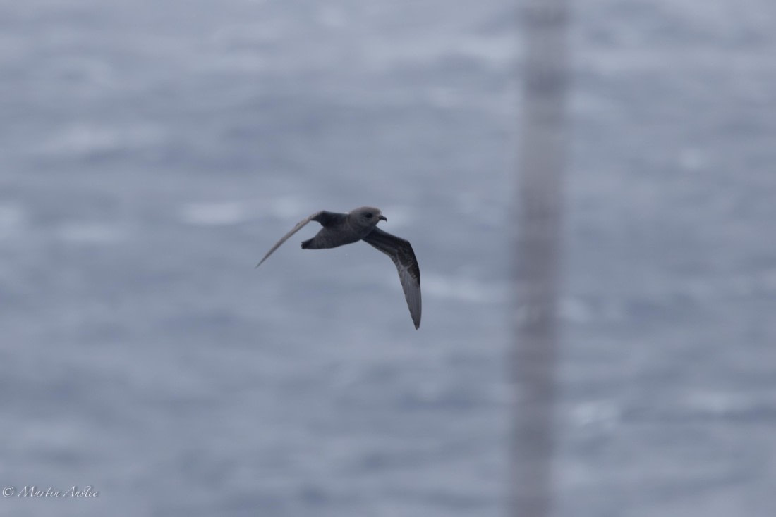 HDS31-25, Day 3, 088A9269-Enhanced-NR © Martin Anstee - Oceanwide Expeditions.jpg