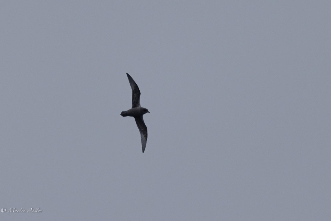 HDS31-25, Day 3, 088A9281 © Martin Anstee - Oceanwide Expeditions.jpg