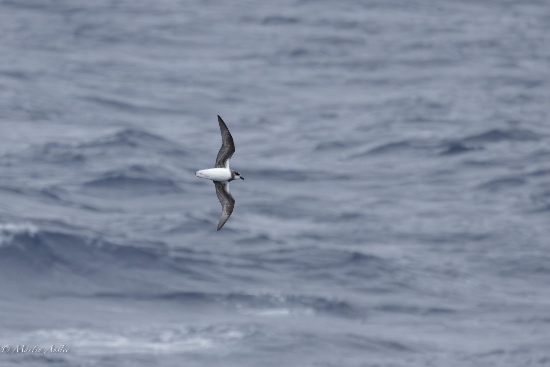 HDS31-25, Day 3, 088A9304-Enhanced-NR © Martin Anstee - Oceanwide Expeditions.jpg