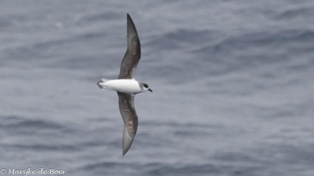HDS31-25, Day 3, 20250325-398A5405 © Marijke de Boer - Oceanwide Expeditions.jpg