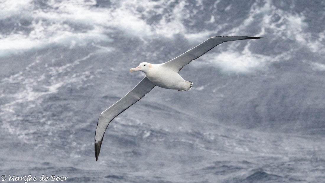 HDS31-25, Day 3, 20250325-398A5407 © Marijke de Boer - Oceanwide Expeditions.jpg