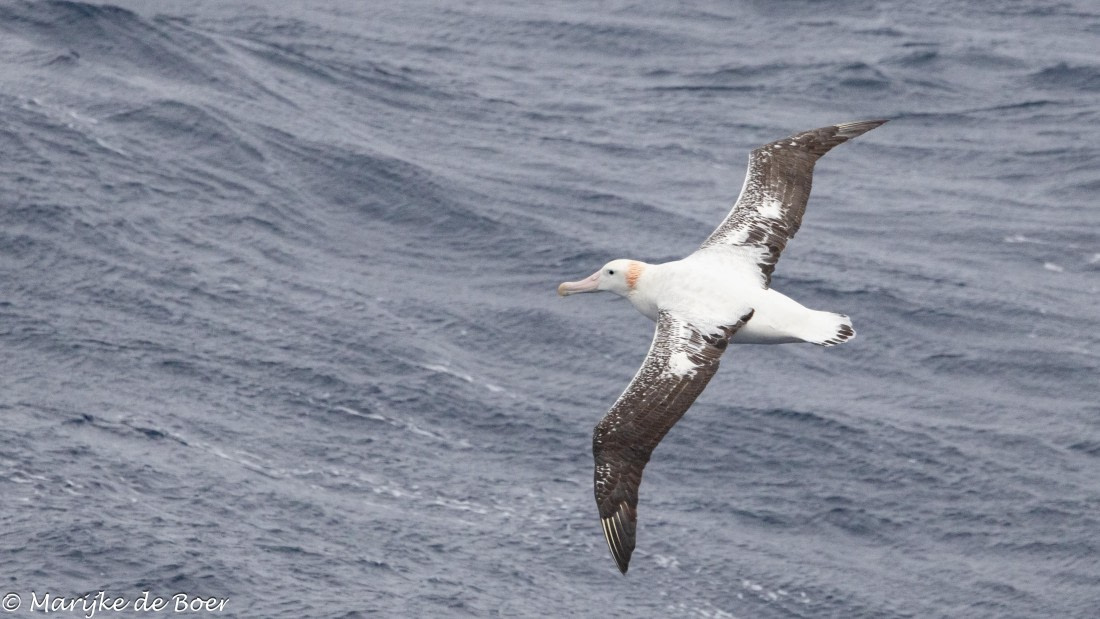 HDS31-25, Day 3, 20250325-398A5415 © Marijke de Boer - Oceanwide Expeditions.jpg