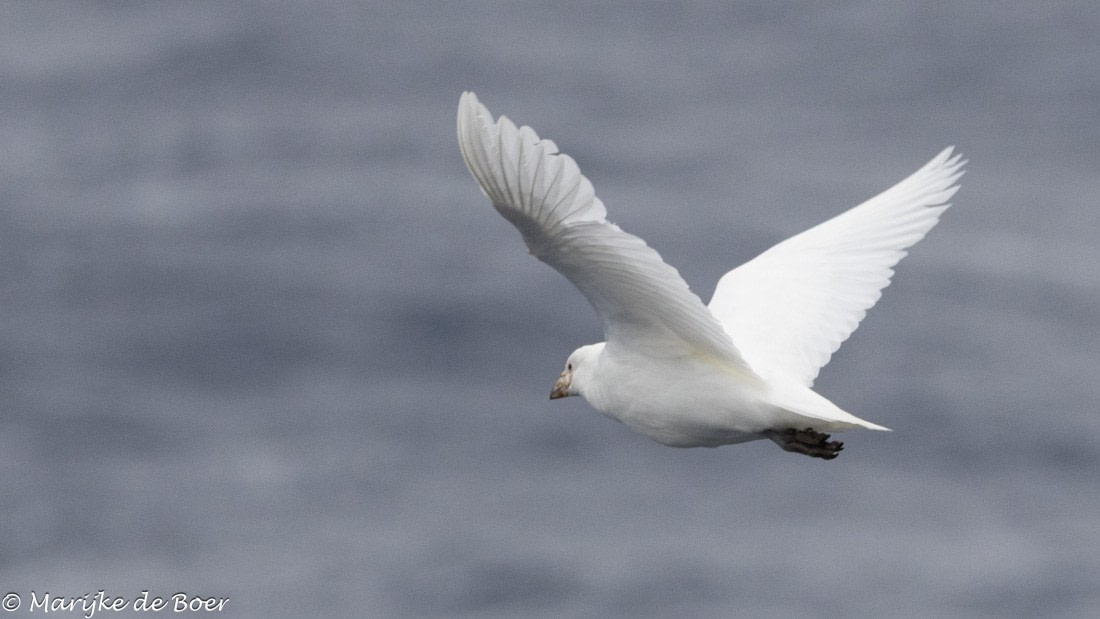HDS31-25, Day 3, 20250325-398A5421 © Marijke de Boer - Oceanwide Expeditions.jpg