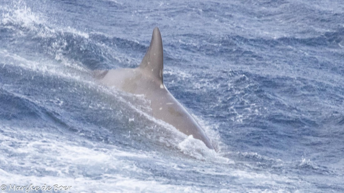 HDS31-25, Day 3, 20250325-398A5436 © Marijke de Boer - Oceanwide Expeditions.jpg