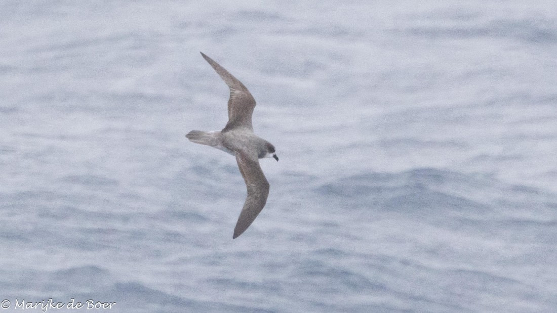 HDS31-25, Day 3, soft-plumagedpetrel_20250325-398A5404 © Marijke de Boer - Oceanwide Expeditions.jpg