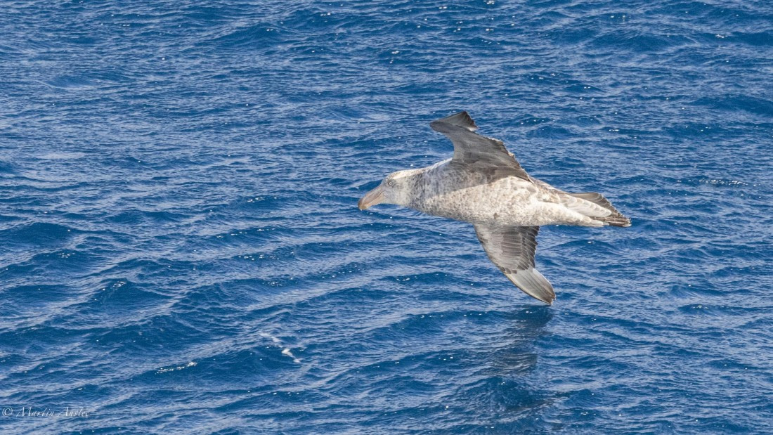 HDS31-25, Day 4, 088A9344 © Martin Anstee - Oceanwide Expeditions.jpg