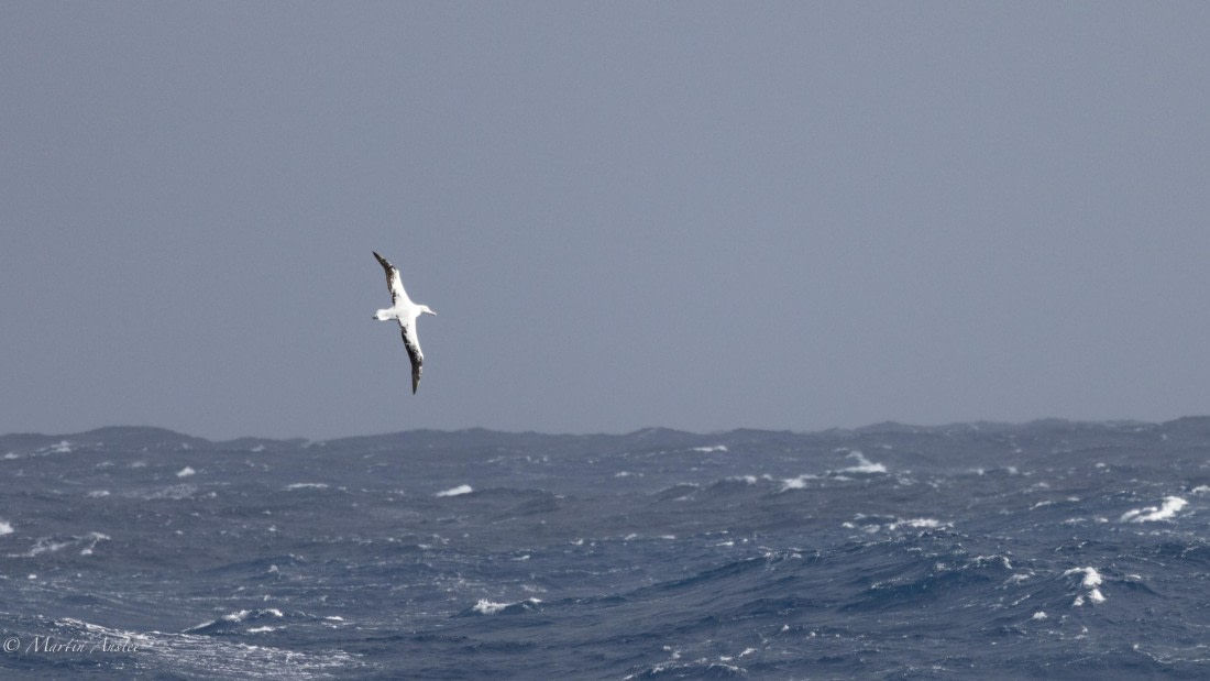 HDS31-25, Day 4, 088A9372 © Martin Anstee - Oceanwide Expeditions.jpg