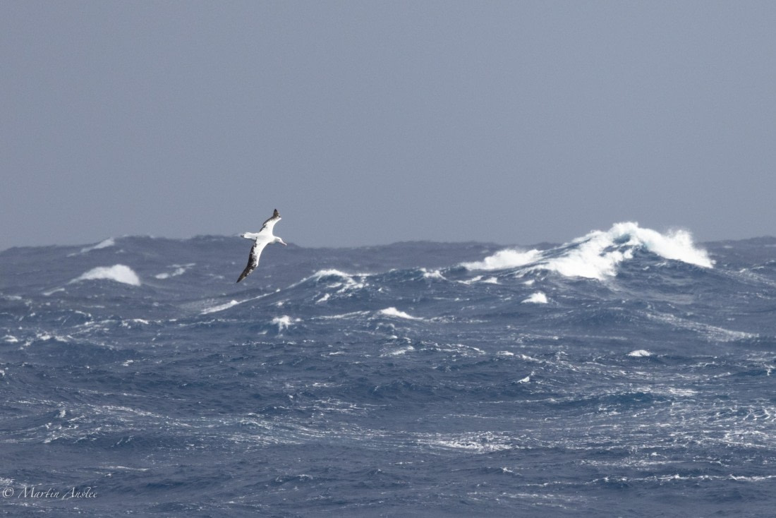HDS31-25, Day 4, 088A9374 © Martin Anstee - Oceanwide Expeditions.jpg