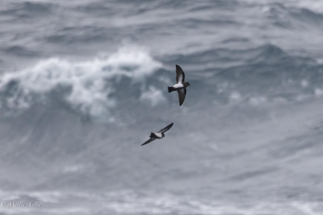 HDS31-25, Day 4, 088A9610-Enhanced-NR © Martin Anstee - Oceanwide Expeditions.jpg