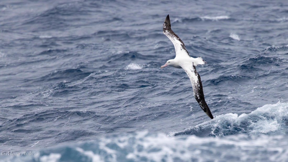 HDS31-25, Day 4, 088A9630-Enhanced-NR © Martin Anstee - Oceanwide Expeditions.jpg