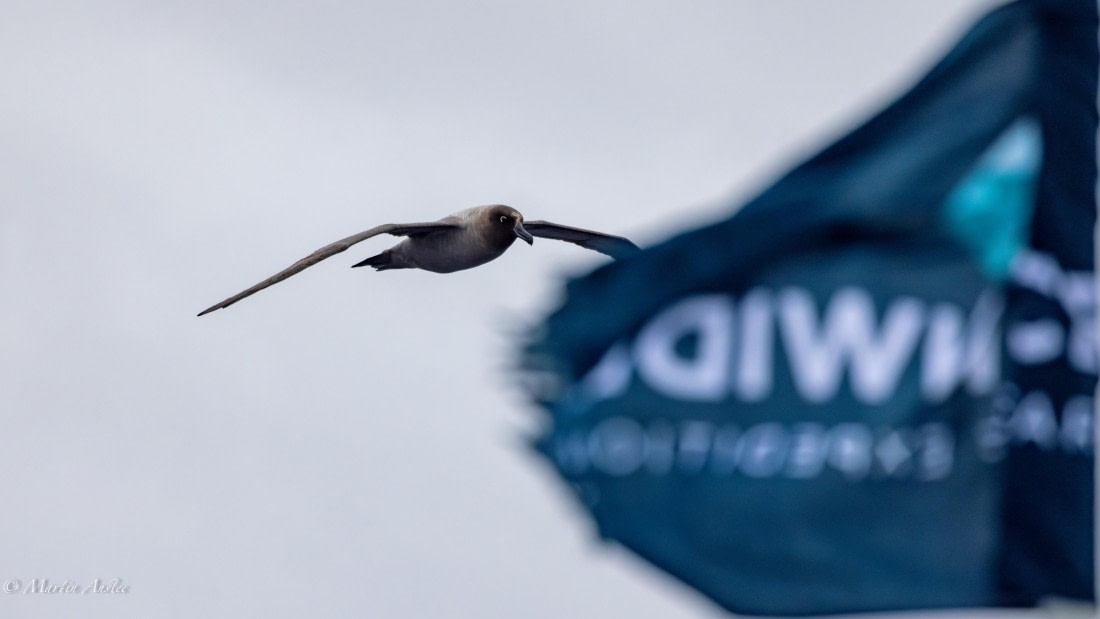 HDS31-25, Day 4, 088A9661-Enhanced-NR © Martin Anstee - Oceanwide Expeditions.jpg