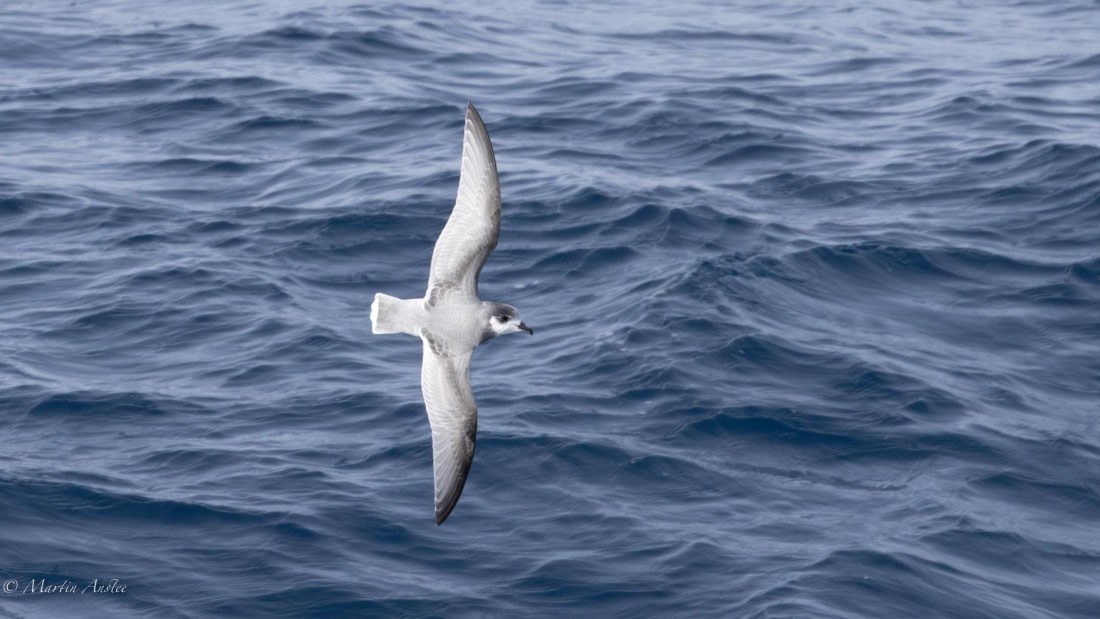 HDS31-25, Day 5, 088A9702-Enhanced-NR © Martin Anstee - Oceanwide Expeditions.jpg