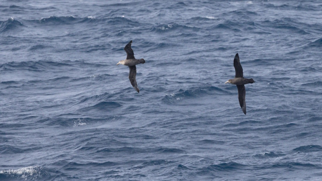 HDS31-25, Day 5, 088A9706 © Martin Anstee - Oceanwide Expeditions.jpg