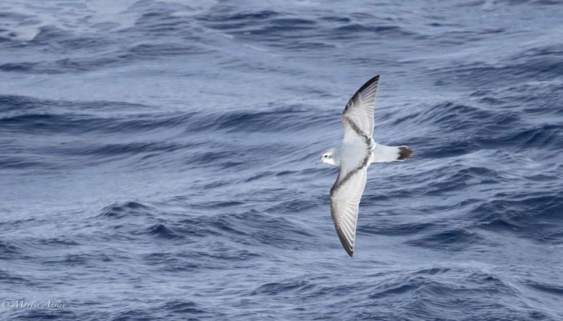 HDS31-25, Day 5, 088A9710-Enhanced-NR © Martin Anstee - Oceanwide Expeditions.jpg