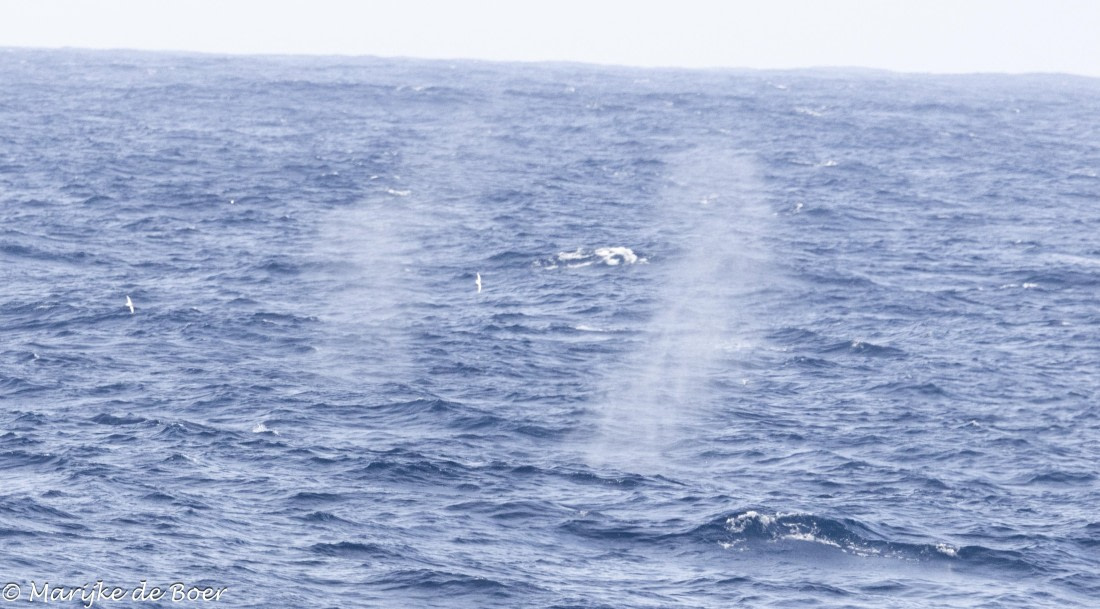 HDS31-25, Day 5, 20250327-398A5530 © Marijke de Boer - Oceanwide Expeditions.jpg