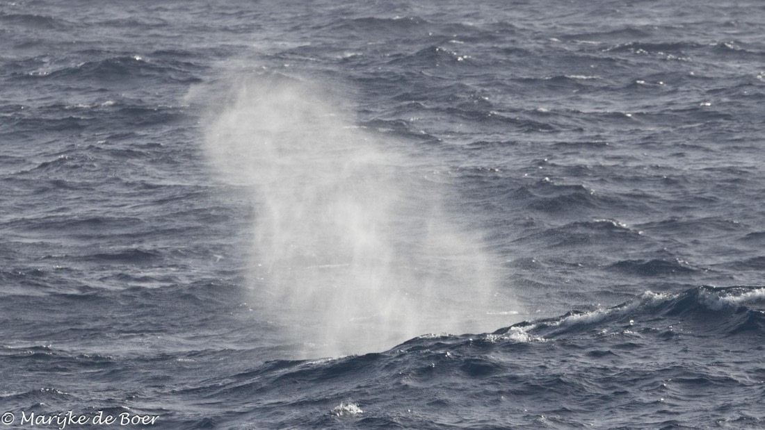 HDS31-25, Day 5, 20250327-398A5563 © Marijke de Boer - Oceanwide Expeditions.jpg