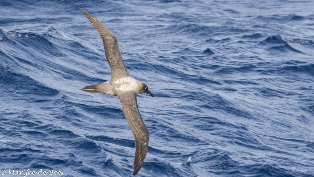 HDS31-25, Day 5, 20250327-398A5581 © Marijke de Boer - Oceanwide Expeditions.jpg