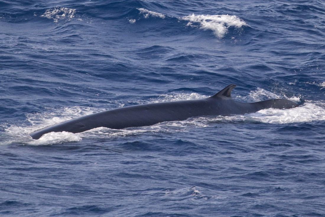 HDS31-25, Day 5, Fin Whale (1) © Andrew Crowder - Oceanwide Expeditions.jpeg