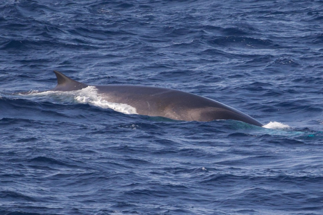 HDS31-25, Day 5, Fin Whale © Andrew Crowder - Oceanwide Expeditions.jpeg