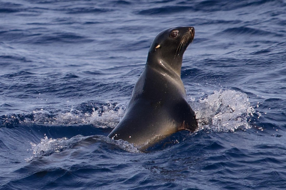 HDS31-25, Day 5, Fur Seal © Andrew Crowder - Oceanwide Expeditions.jpeg