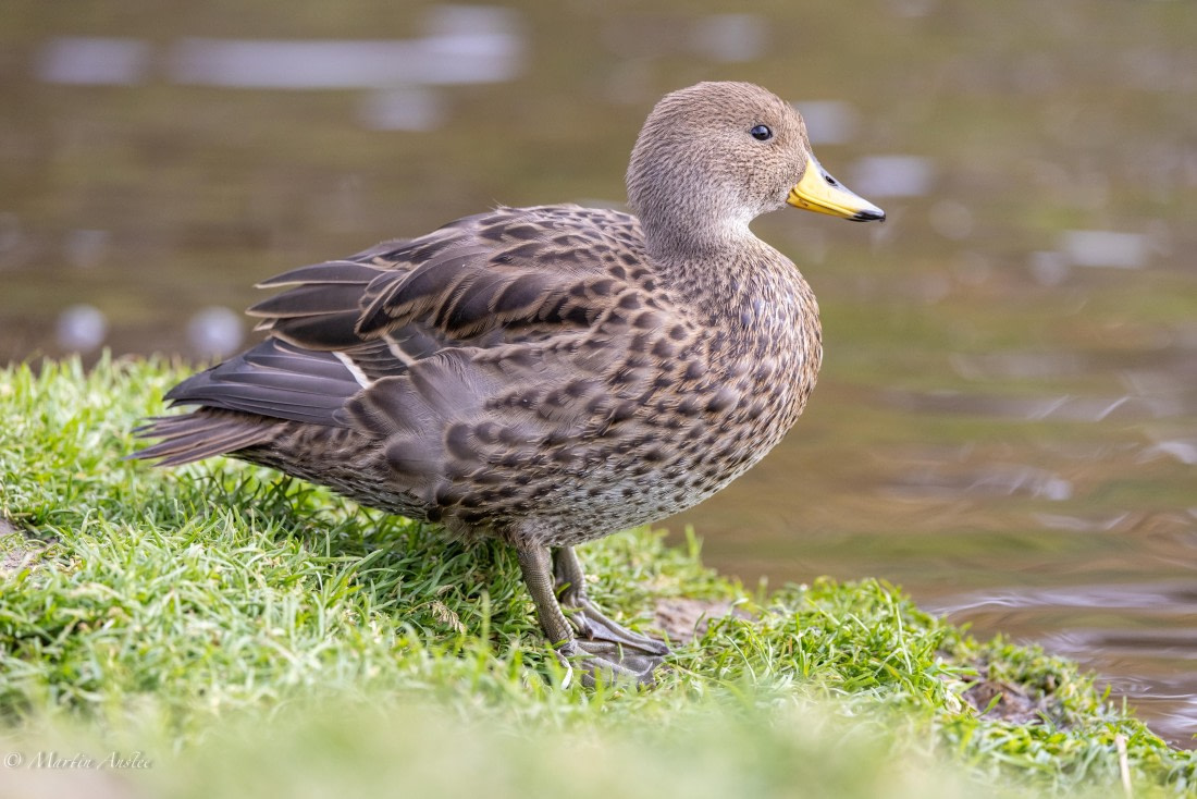 HDS31-25, Day 6, 088A0018 © Martin Anstee - Oceanwide Expeditions.jpg