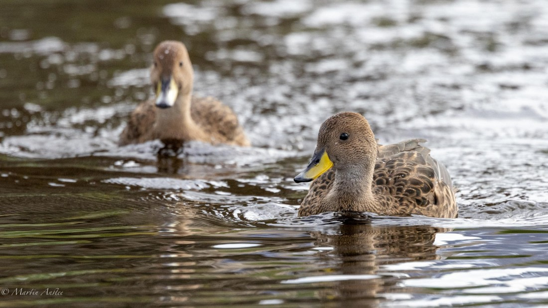HDS31-25, Day 6, 088A9974 © Martin Anstee - Oceanwide Expeditions.jpg