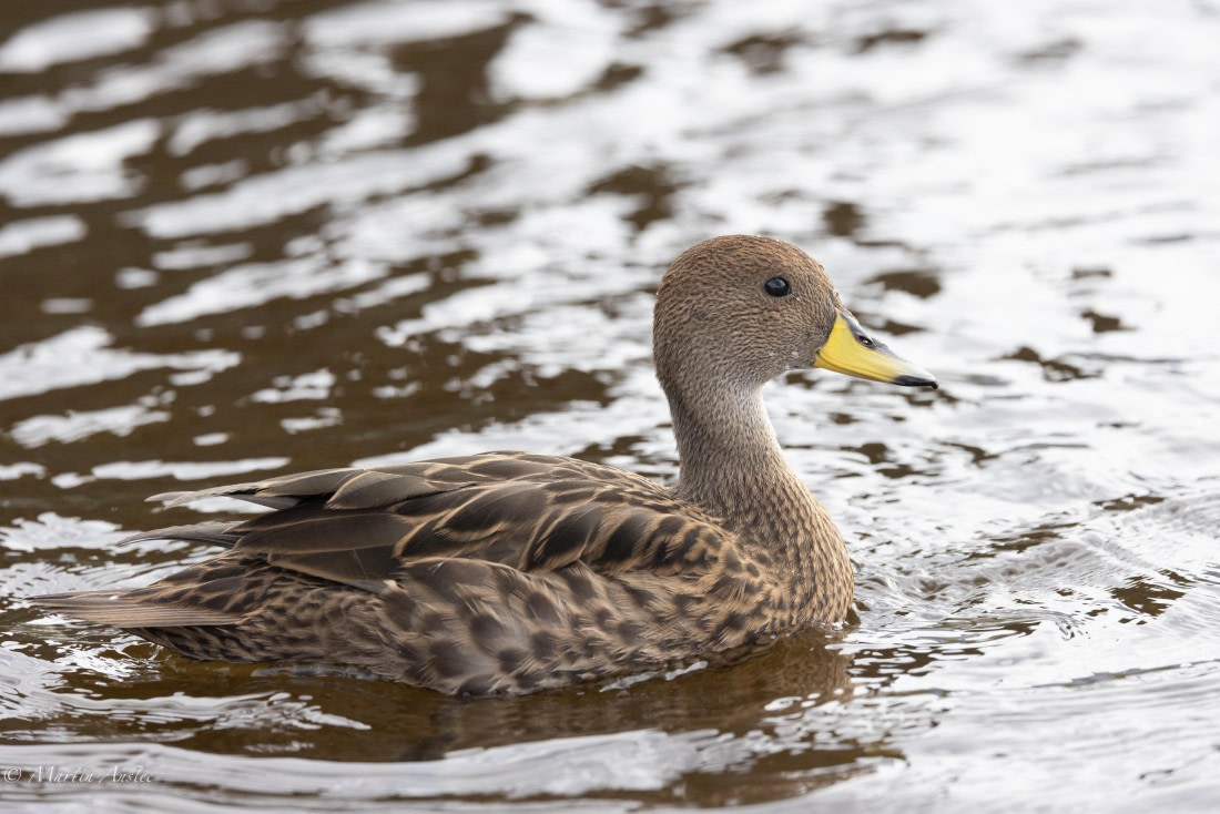HDS31-25, Day 6, 088A9996 © Martin Anstee - Oceanwide Expeditions.jpg