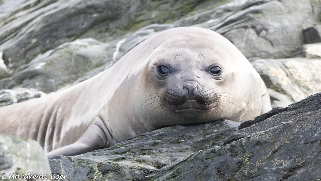 HDS31-25, Day 6, 20250328-398A5704 © Marijke de Boer - Oceanwide Expeditions.jpg