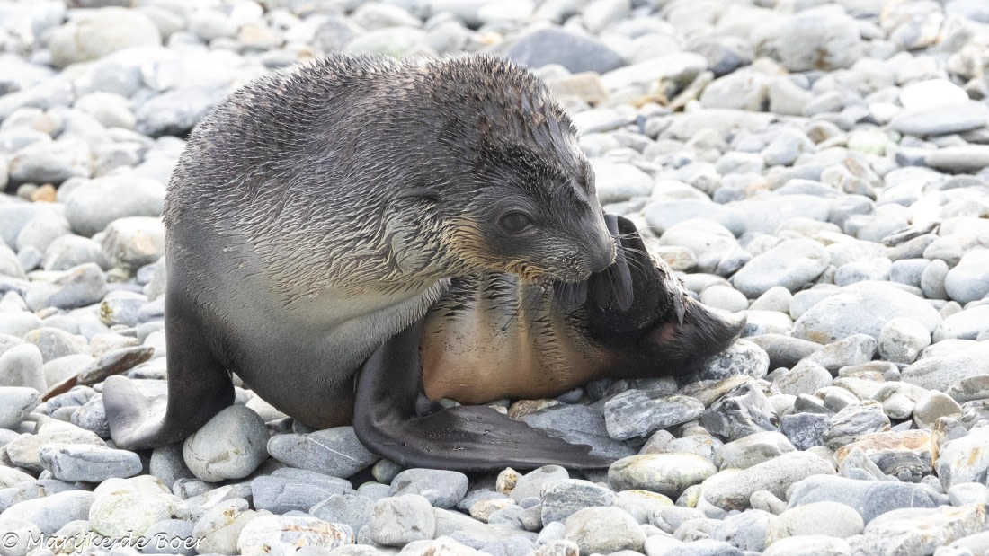 HDS31-25, Day 6, 20250328-398A5752 © Marijke de Boer - Oceanwide Expeditions.jpg