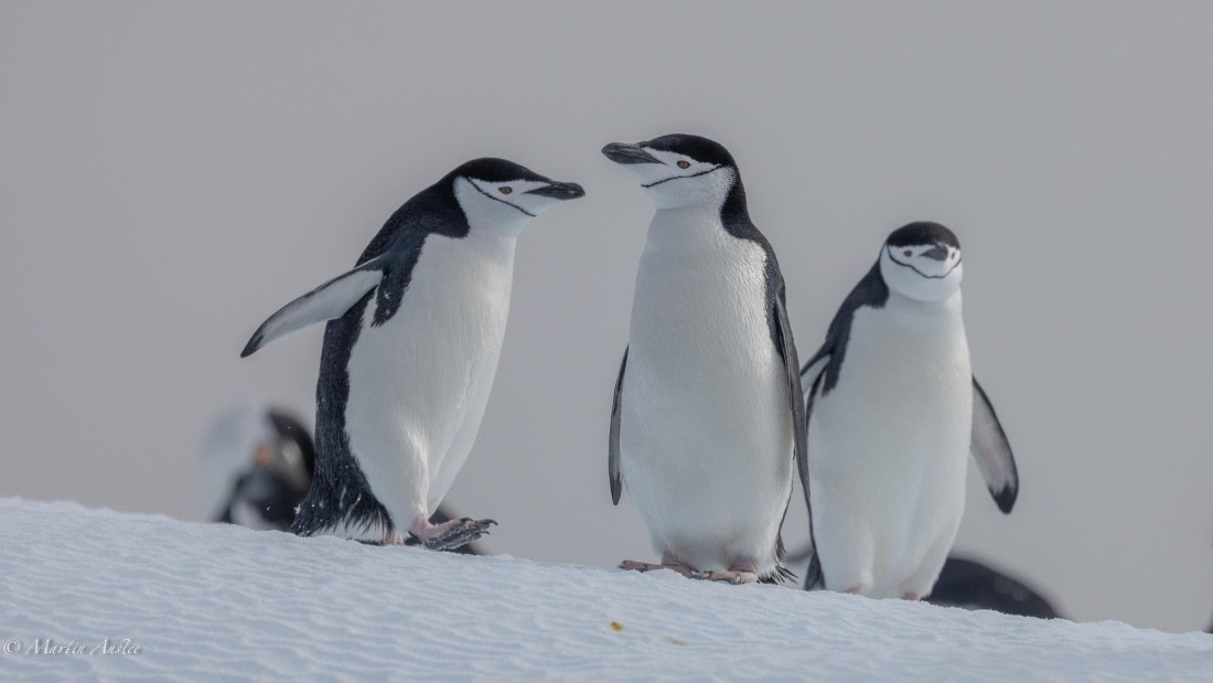 HDS31-25, Day 7, 088A0042 © Martin Anstee - Oceanwide Expeditions.jpg