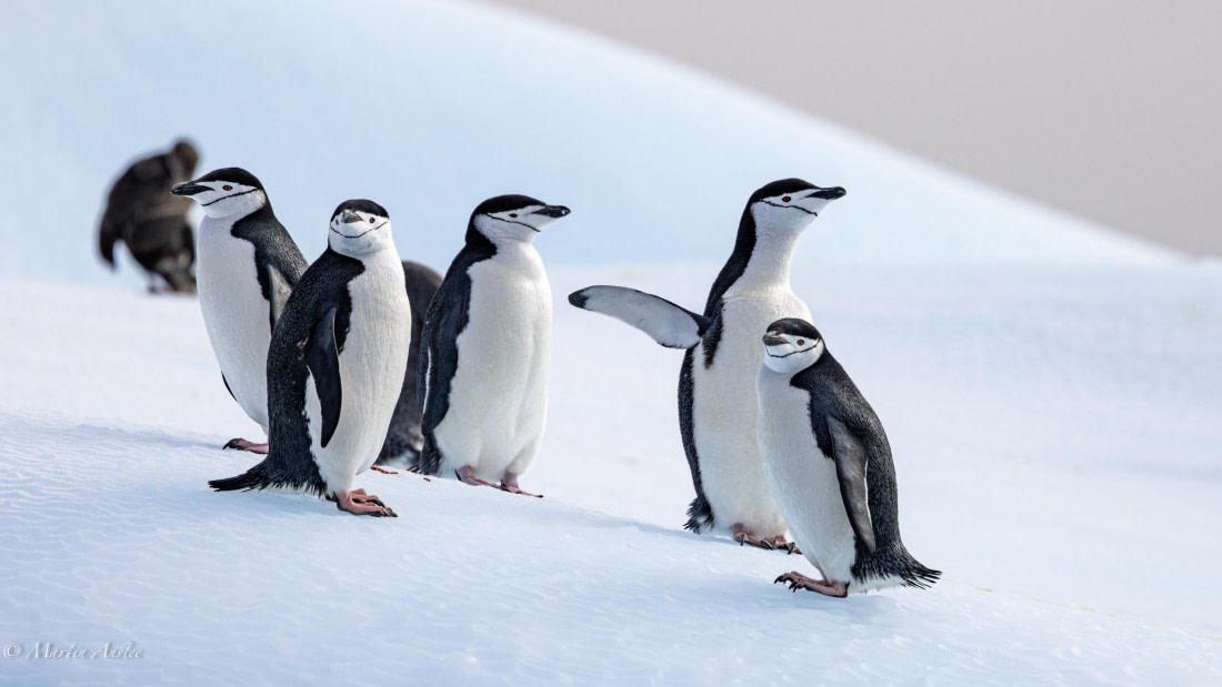 HDS31-25, Day 7, 088A0043-Enhanced-NR © Martin Anstee - Oceanwide Expeditions.jpg