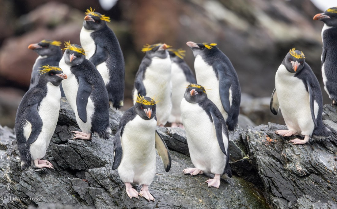 HDS31-25, Day 7, 088A0048-Enhanced-NR © Martin Anstee - Oceanwide Expeditions.jpg