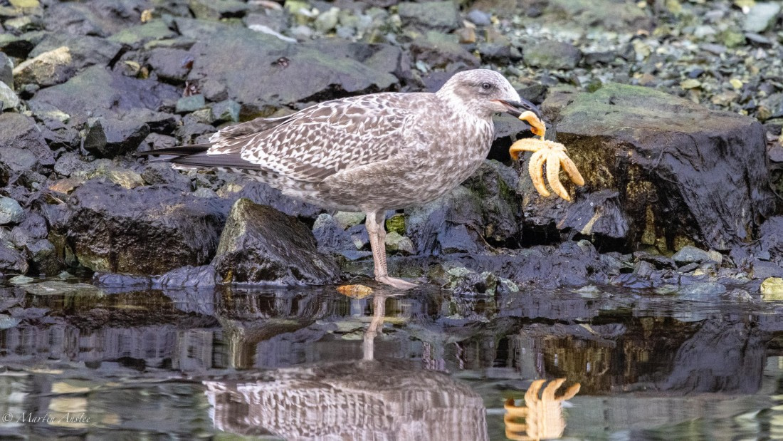 HDS31-25, Day 7, 088A0076 © Martin Anstee - Oceanwide Expeditions.jpg