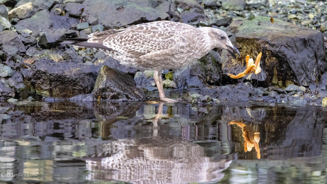 HDS31-25, Day 7, 088A0077 © Martin Anstee - Oceanwide Expeditions.jpg