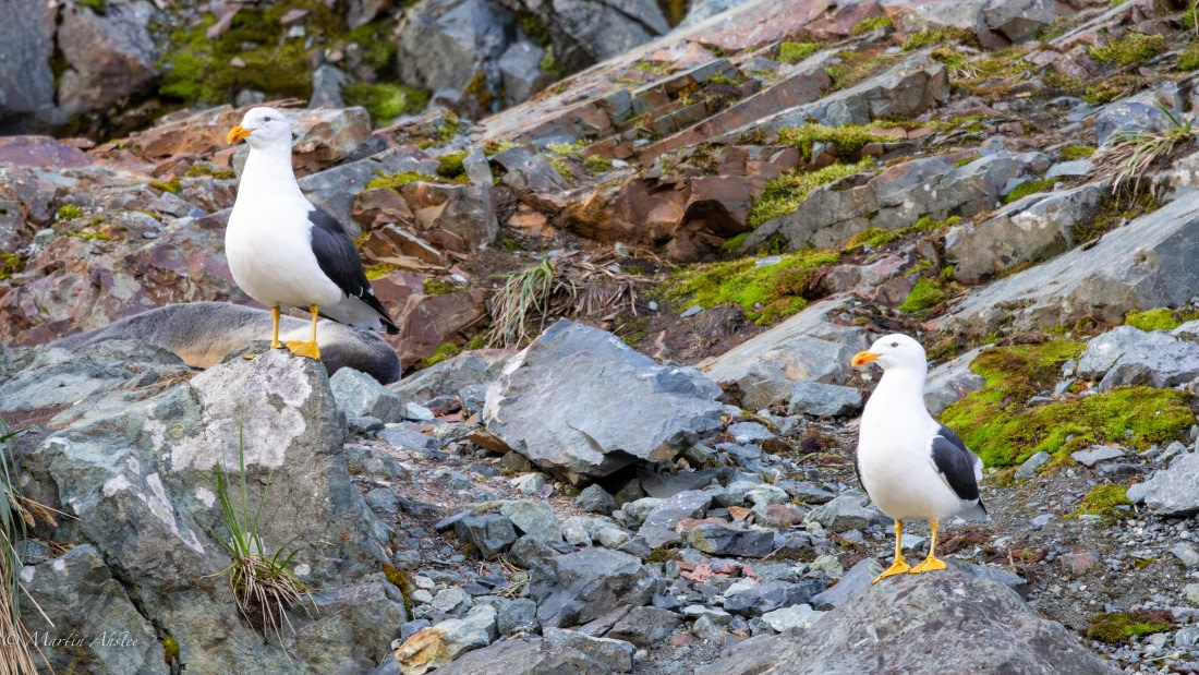 HDS31-25, Day 7, 088A0083-Enhanced-NR © Martin Anstee - Oceanwide Expeditions.jpg