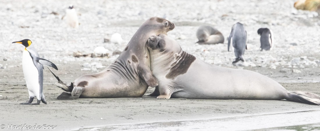 HDS31-25, Day 7, 20250329-398A5863 © Marijke de Boer - Oceanwide Expeditions.jpg