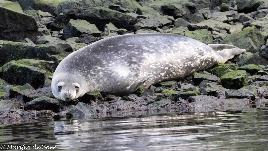 HDS31-25, Day 7, 20250329-398A5971 © Marijke de Boer - Oceanwide Expeditions.jpg