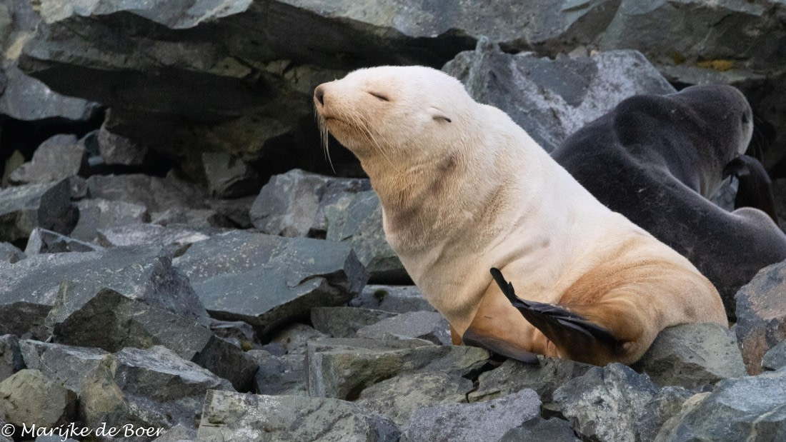 HDS31-25, Day 7, 20250329-398A5975 © Marijke de Boer - Oceanwide Expeditions.jpg