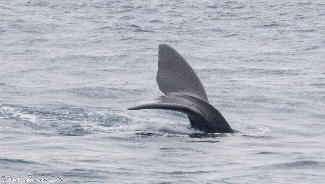HDS31-25, Day 7, right whale fluke_20250329-398A6069 © Marijke de Boer - Oceanwide Expeditions.jpg