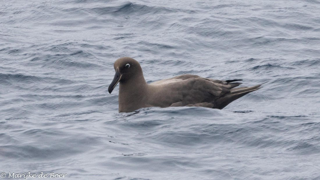 HDS31-25, Day 8, Sooty_20250330-398A6161 © Marijke de Boer - Oceanwide Expeditions.jpg