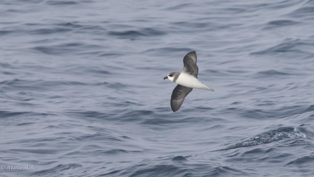 HDS31-25, Day 9, 088A0108-Enhanced-NR © Martin Anstee - Oceanwide Expeditions.jpg