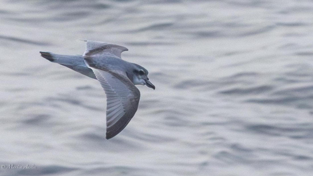 HDS31-25, Day 10, 088A0115-Enhanced-NR © Martin Anstee - Oceanwide Expeditions.jpg